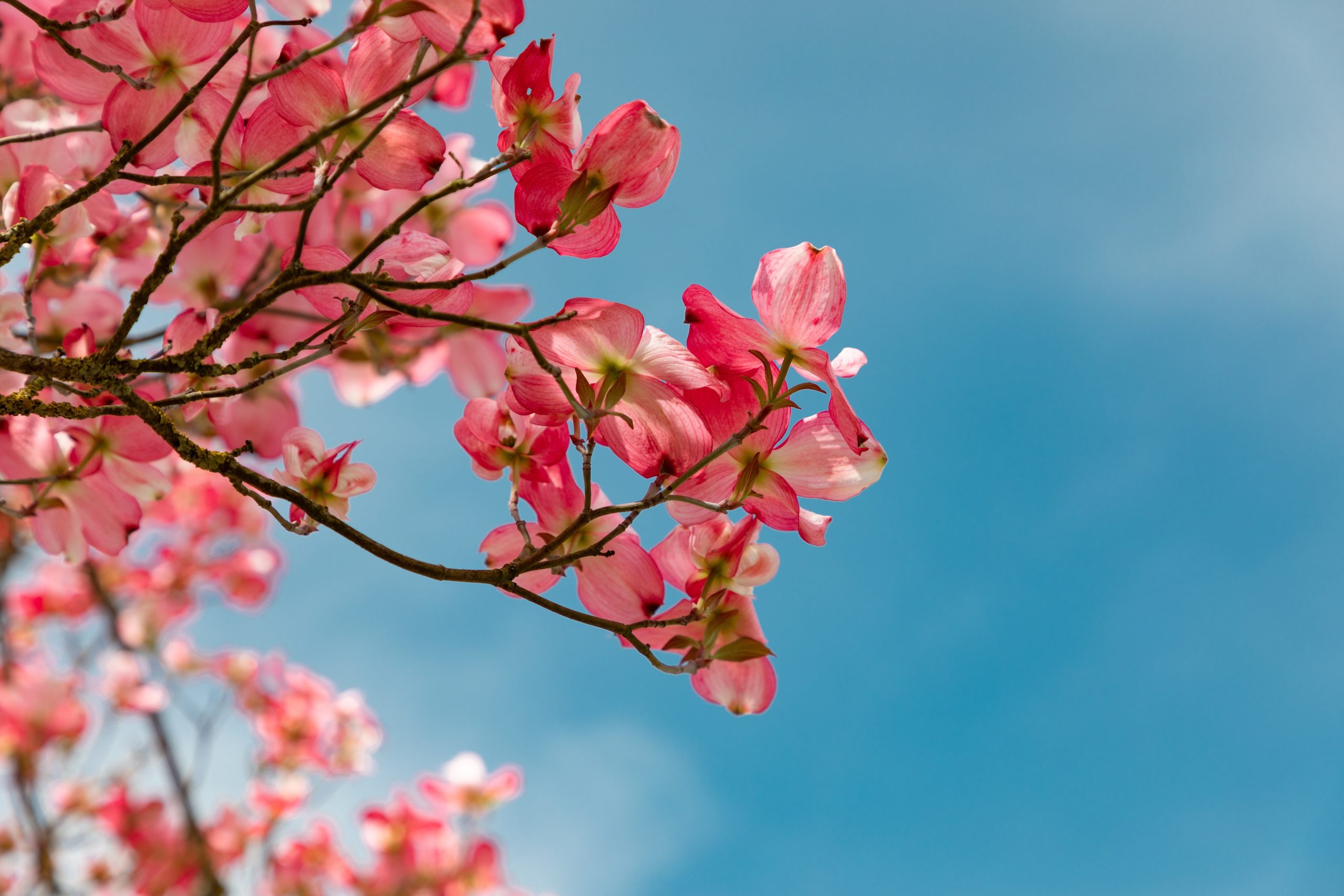 blossom-4151081